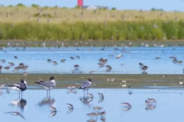 monomoy-island-chatham-massachusetts-cape-cod