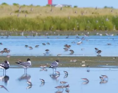 monomoy-island-chatham-massachusetts-cape-cod