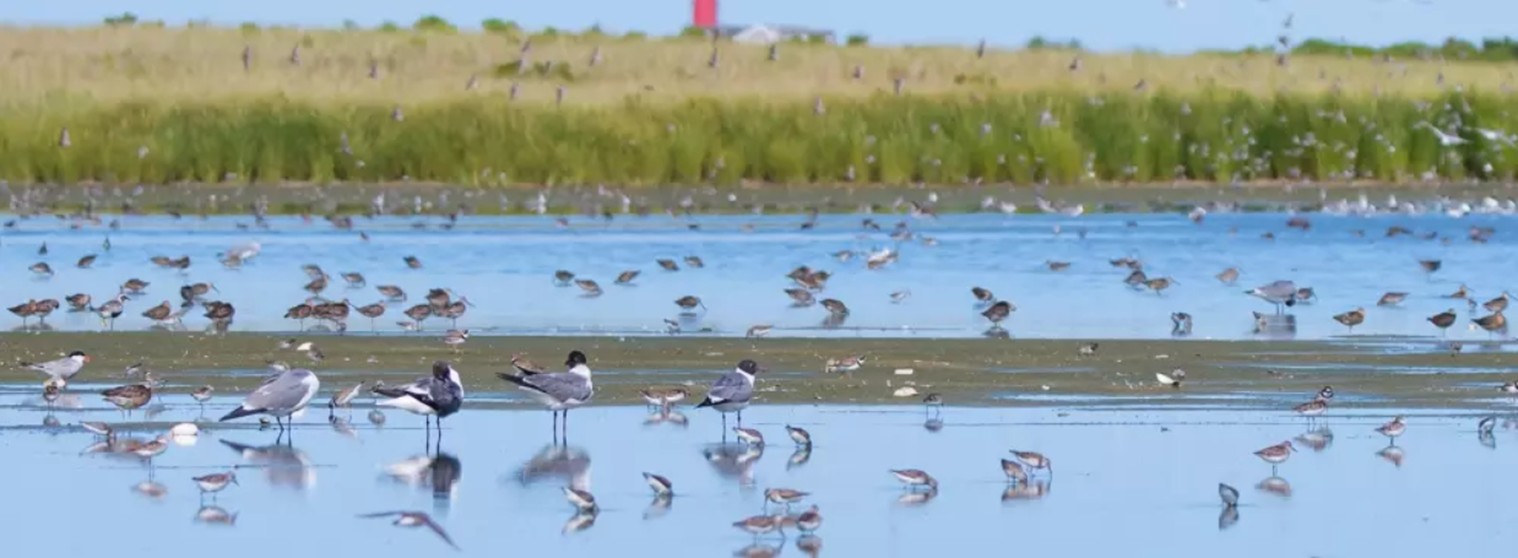 monomoy-island-chatham-massachusetts-cape-cod