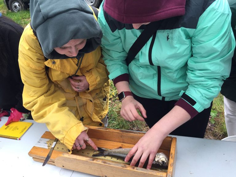 maine-alewife-days-field-trips