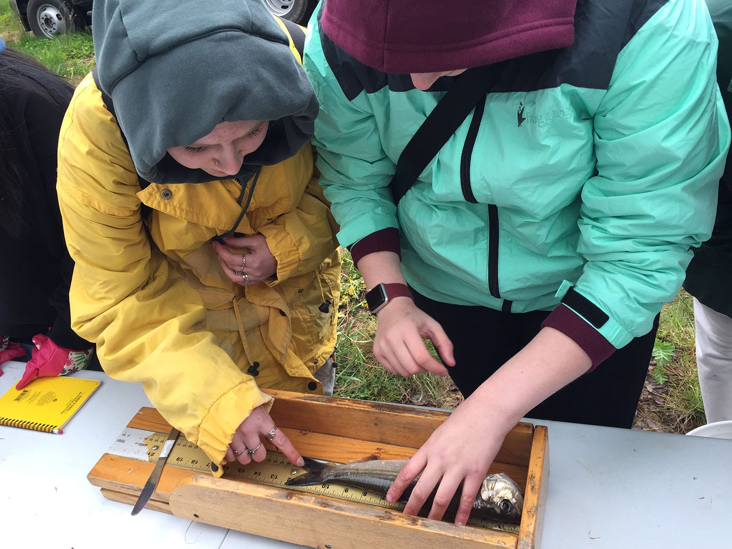 maine-alewife-days-field-trips