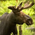 vermont-moose-hunting-lottery-fish-and-wildlife