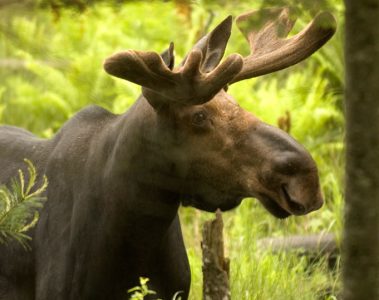 vermont-moose-hunting-lottery-fish-and-wildlife