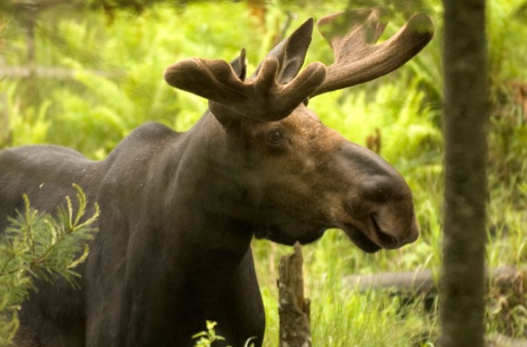 vermont-moose-hunting-lottery-fish-and-wildlife