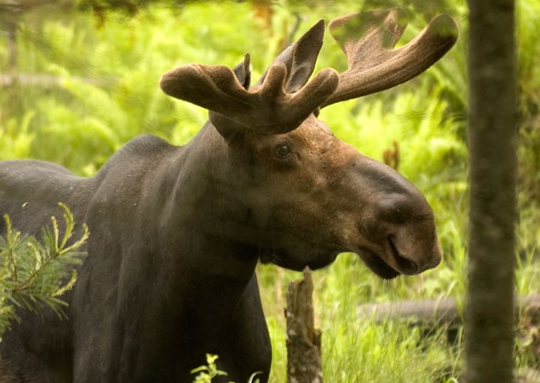 vermont-moose-hunting-lottery-fish-and-wildlife