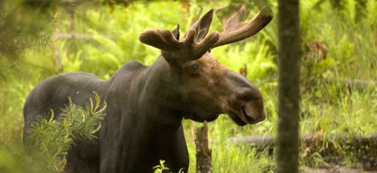 vermont-moose-hunting-lottery-fish-and-wildlife