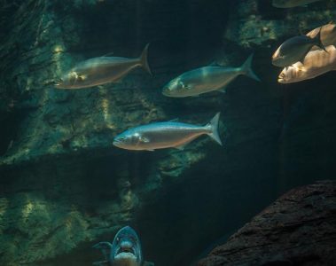 maine-fishing-bluefish-haddock-rules