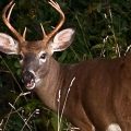 vermont-deer-fish-wildife