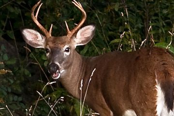 vermont-deer-fish-wildife