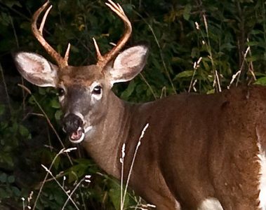 vermont-deer-fish-wildife