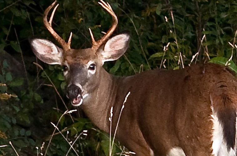 vermont-deer-fish-wildife