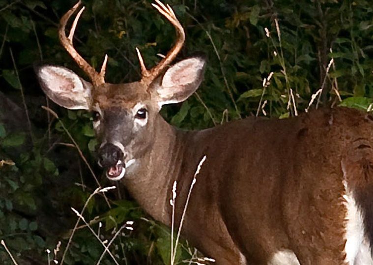 vermont-deer-fish-wildife