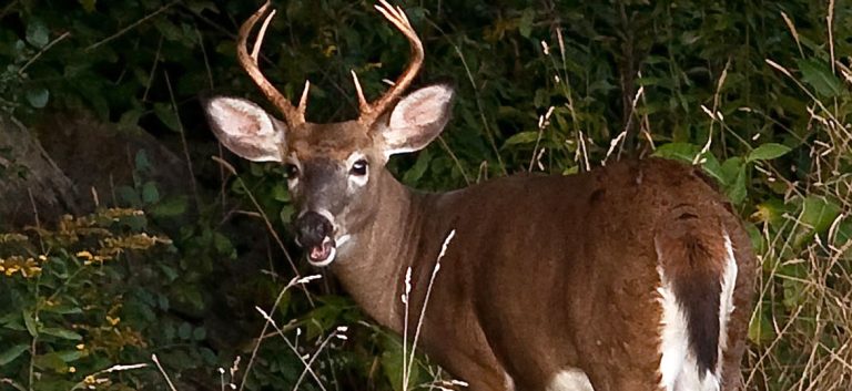 vermont-deer-fish-wildife