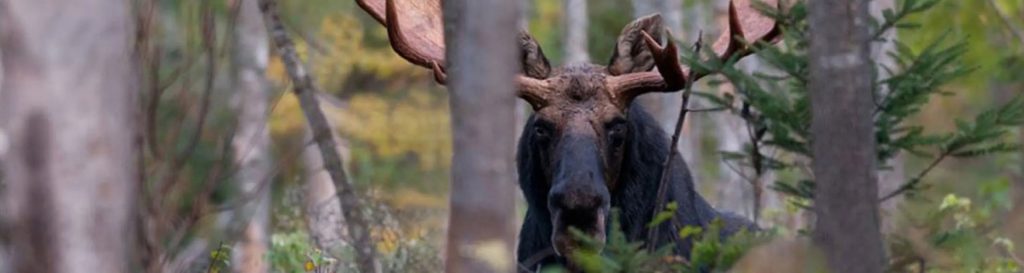 vermont-moose-hunting-lottery-fish-and-wildlife