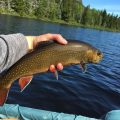 new-hampshire-trout-fishing-fish-spring
