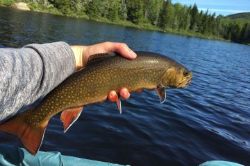 new-hampshire-trout-fishing-fish-spring