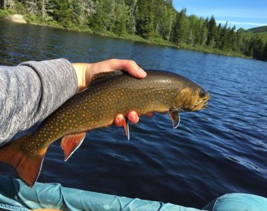 new-hampshire-trout-fishing-fish-spring