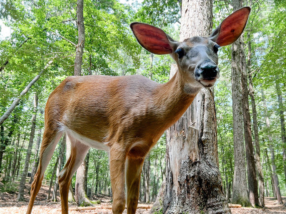 maine-wildlife-park-deer