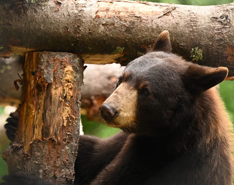 maine-wildlife-park