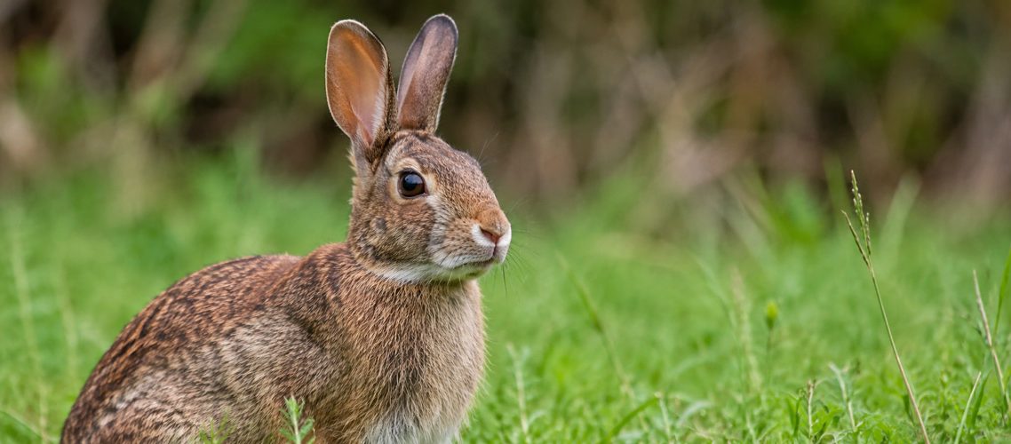 Rabbit