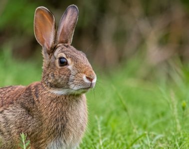 Rabbit