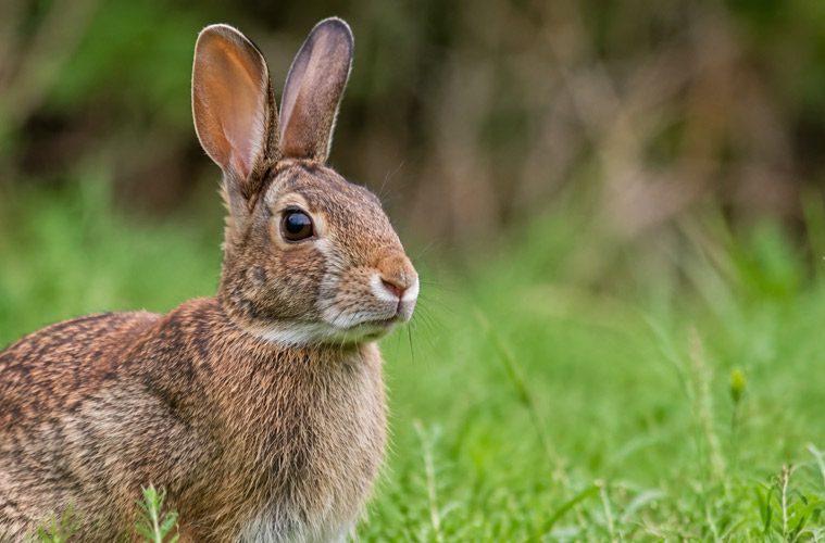 Rabbit