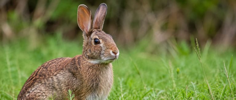 Rabbit